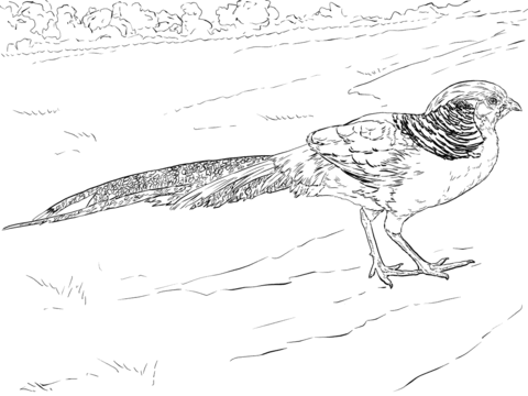 Golden Pheasant Walking Coloring Page